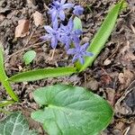 Scilla bifoliaКвітка