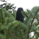 Abies spectabilis Habitat