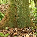 Celtis mildbraedii Rinde