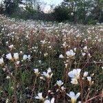 Saxifraga granulata 整株植物