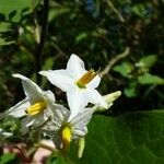 Solanum robustum Flower