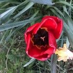 Tulipa agenensis Õis