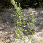 Chenopodium berlandieri Habit