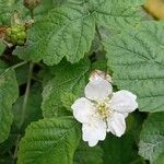 Rubus caesius Blomst