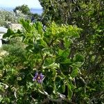 Solanum anguivi Annet