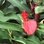 Roscoea purpurea 花