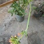 Kalanchoe lanceolata Blatt