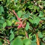 Berberis aetnensis Fruit