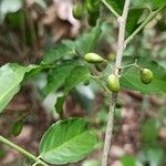 Crossopetalum serrulatum Fruit
