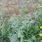 Medicago sativa موطن