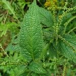 Verbena urticifolia 葉