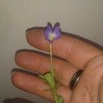 Viola bicolor Kvet