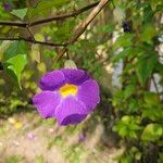 Thunbergia erecta Flower