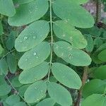 Robinia viscosa Blatt