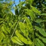 Robinia viscosa Φύλλο