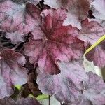 Heuchera villosa Lehti