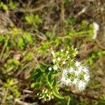 Ageratina aromatica Flower