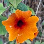 Thunbergia alata Fleur