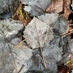 Populus grandidentata Folha