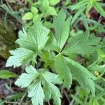 Anemone virginiana Leaf