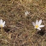 Colchicum alpinum Агульны выгляд