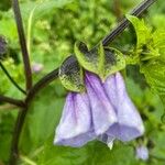 Nicandra physalodesFlower