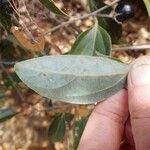 Cryptocarya transversa Hoja