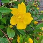 Hypericum patulumKwiat