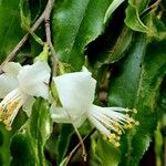 Camellia tsaii Blomma