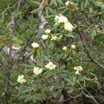 Rhododendron lacteum Habitus