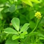 Medicago lupulina Blatt