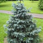 Picea engelmannii ശീലം