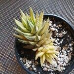 Haworthia reinwardtii Hostoa