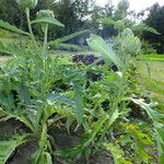 Cynara cardunculus পাতা