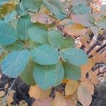 Cotinus coggygria Levél