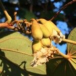 Piliostigma thonningii Fruit