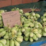 Cucumis anguria Fruit