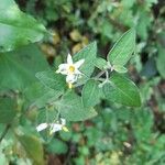 Solanum americanumᱵᱟᱦᱟ