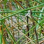 Panicum racemosum Flower