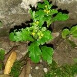 Senecio vulgaris Blad