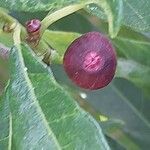 Ficus erecta Gyümölcs