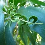 Acacia auriculiformis Fruto