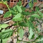 Solanum americanumBlad