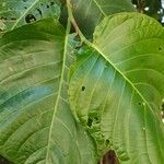 Coccoloba caracasana Hoja