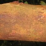 Lecythis idatimon Bark