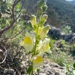 Antirrhinum latifoliumᱵᱟᱦᱟ