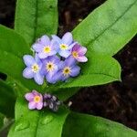 Myosotis sylvatica 花