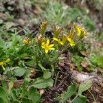 Gagea bohemica Fula