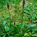 Plantago lanceolata Агульны выгляд