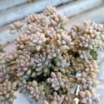 Sedum mendozae 叶